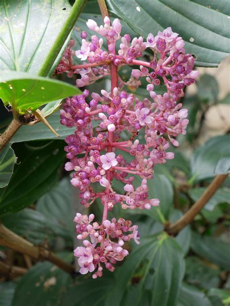 珍珠寶蓮風水|寶蓮花:寶蓮花（學名： Lindl. ）又名寶蓮燈、珍珠寶蓮、美丁花。